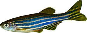 Materiali e Metodi Animali Zebrafish Sono stati utilizzati Zebrafish (Danio Rerio) adulti wild type (WT), sia maschi che femmine (50-50%), di circa 6-12 mesi di età, del peso medio di 0.4-1 g.