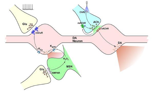 Introduzione glutammato rilasciato nelle sinapsi, attivando dei geni che modificano la plasticità della cellula (Calabresi et al., 1997) favorendo di conseguenza l apprendimento associativo.