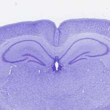 citoplasma dei neuroni Luxol Fast Blue Contiene