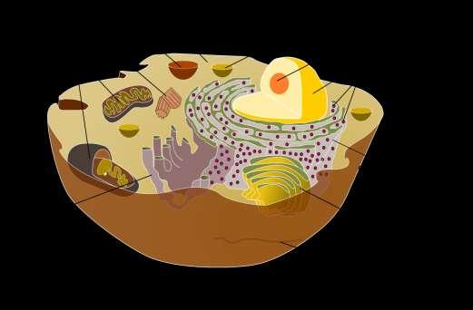 Colorazioni istologiche Istologia = studio dell anatomia microscopica di cellule e tessuti animali o vegetali Tessuto = cellule + matrice extracellulare (+ fluidi extracellulari)