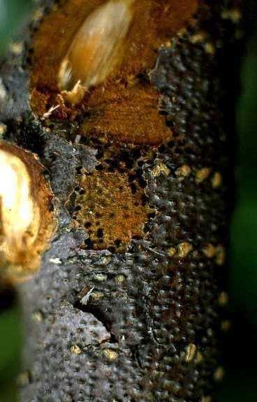 Peniophora aurantiaca agente di carie, colonizzatore