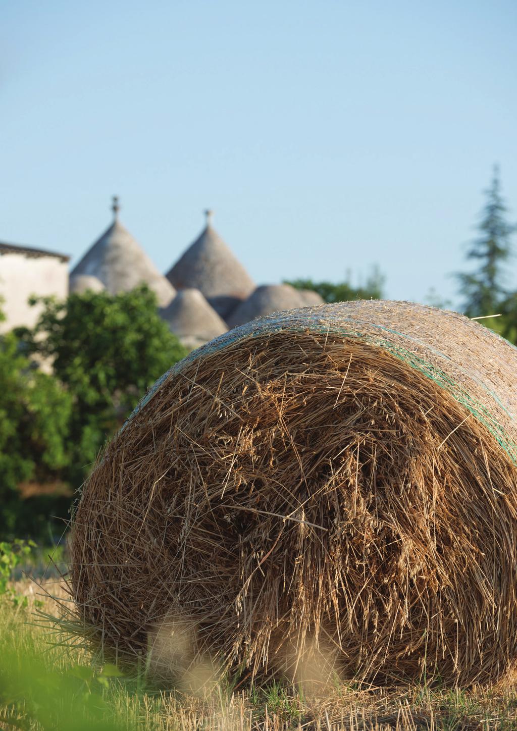 OGNISSOLE Ognissole nasce dal sogno di valorizzare, in un progetto aziendale unico nella regione, i principali vitigni autoctoni della Puglia.