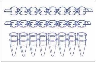 1700 1710 1720 Provette e tappi in strip da 8 / 8-strip tubes and caps STRIP DI PROVETTE / STRIP TUBES Strip di 8 provette per PCR da 0,2ml 0.