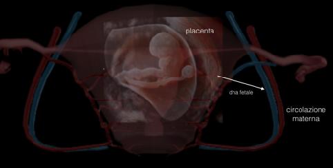 Screening prenatale non Invasivo ( NIPT) Nel corso degli anni in diversi Paesi sono stati messi a punto diverse metodiche di screening per le anomalie cromosomiche.