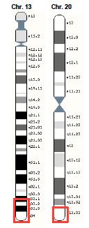 I test di screening prenatale non invasivi, che analizzano il DNA fetale libero (cfdna) da sangue materno per rilevare le aneuploidie comuni (sui cromosomi 21, 18, 13, X e Y), non possono individuare