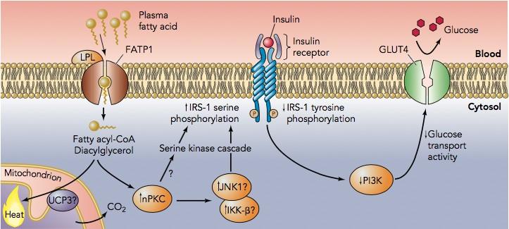 Insulino-resistenza muscolare indotta da FFA carbon-13 nuclear magnetic resonance (13C NMR) spectroscopy 1 Elevati Acil-CoA da acidi grassi e altri metaboliti attivano la serina