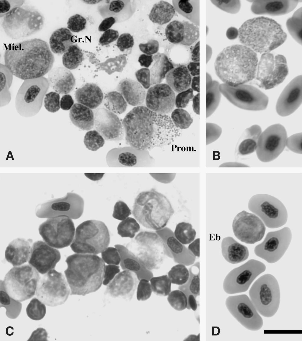 Le cellule sanguigne negli Anfibi e nei Rettili del Matese 161 Fig. 4: Microfotografie degli elementi corpuscolati di apposizioni di midollo emopoietico di i Lacerta bilineata colorati con M.G.