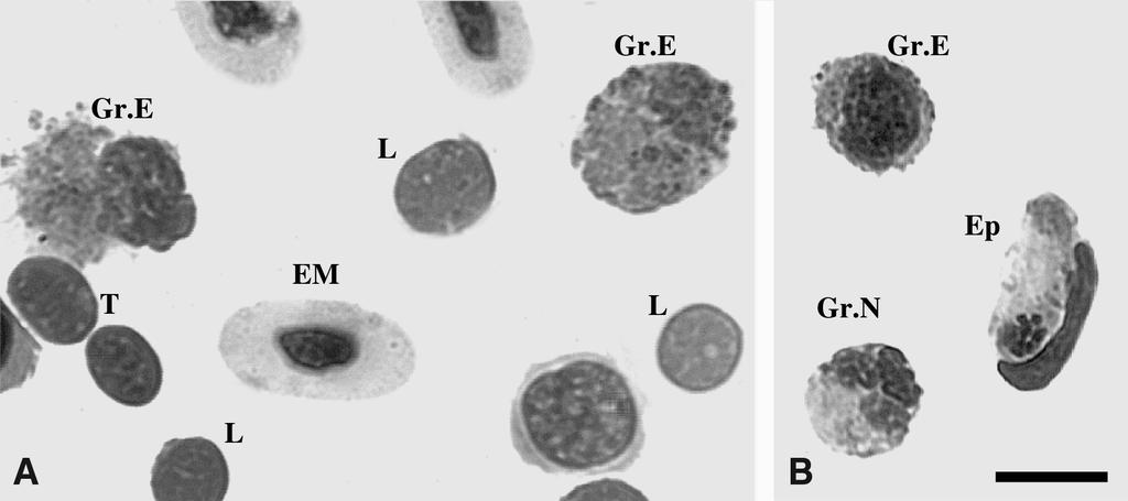 Le cellule sanguigne negli Anfibi e nei Rettili del Matese 157 Fig. 2: Microfotografie degli elementi corpuscolati di strisci di sangue periferico di Podarcis muralis colorati con M.G.