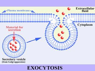 Endocitosi & Esocitosi
