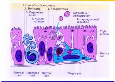 FAGOCITOSI [6] E notevole che i macrofagi in grado di fagocitare una varietà di particelle inanimate come vetro, granuli di latex o fibre di amianto non fagocitano cellule animali vive.