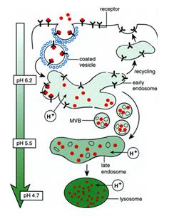 Importanza del ph per l affinità recettore ligando Endocitosi mediata da recettori: passo