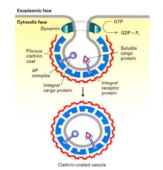 Fossette rivestite di clatrina contenenti i recettori per