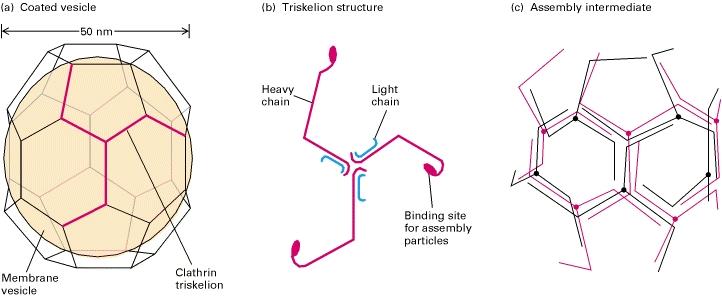 Struttura di una vescola rivestita di clatrina a) Una tipica vescola rivestita di clatrina comprende una vescicola circondata da membrana (ombreggiata) di circa 40 nm di diametro, circondata da una