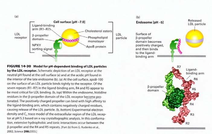 Modello per il legame della particelle LDL al suo recettore dipendente dal ph Lodish,