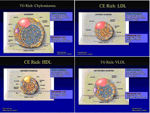 del colesterolo (CE) HDL: ricche in esteri del colesterolo (CE) VLDL: ricche in