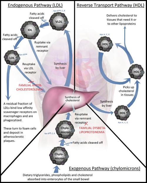 Metabolismo delle lipoproteine https://upload.wikimedia.org/wikipedia/common s/thumb/b/b3/lipoprotein_metabolism.png/500p x Lipoprotein_metabolism.