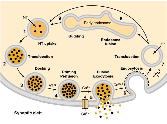 jpg Esocitosi Ciclo delle vescicole