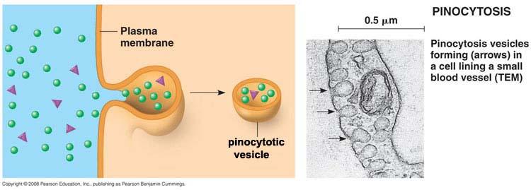 Endocitosi PINOCITOSI Mediante la pinocitosi, la cellula introduce materiale liquido; minuscole gocce di liquido vengono prima intrappolate e poi circondate dalla membrana plasmatica, che si stacca