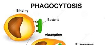 Endocitosi & Esocitosi ENDOCITOSI FAGOCITOSI (VD. ANCHE CAPITOLO LISOSOMI) http://thumbs.dreamstime.com/z/phagocytosis three steps human immune system 38904896.