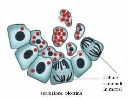 SECREZIONE OLOCRINA La cellula si riempie di secreto, degenera, perde il nucleo e muore Le