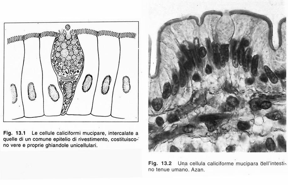 cellule