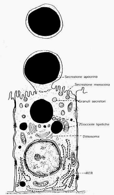 delle cellule del