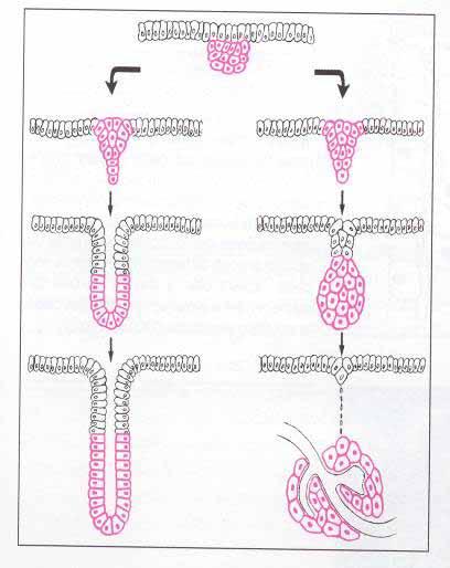 ORIGINE DELLE GHIANDOLE Cellule di un epitelio si moltiplicano, si invaginano nel connettivo e diventano cellule secernenti (in rosso) Possono mantenere il contatto con l epitelio l da cui