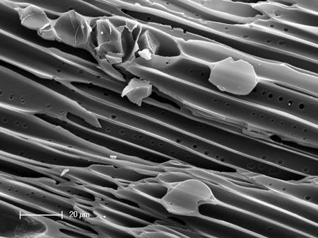 Biochar e sequestro di carbonio Elevato contenuto di