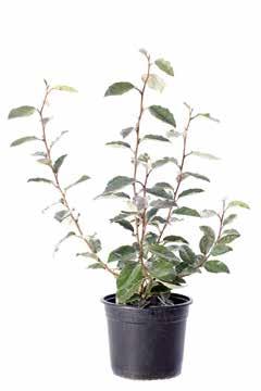 150/180 16,00 Elaeagnus