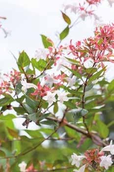 Abelia Chinensis Grandiflora -