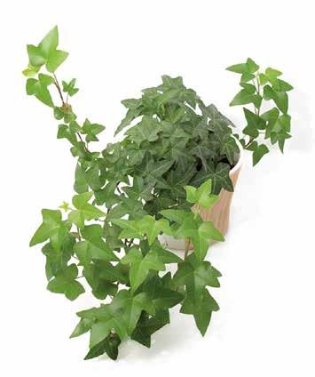 Hedera - Edera ALGERIENSIS Ø 18