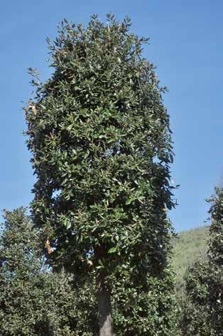 Quercus Ilex - Leccio QUERCUS