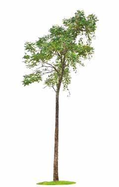 Quercus Suberosa -