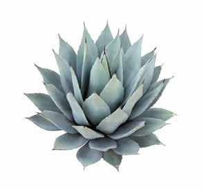 Agave AGAVE