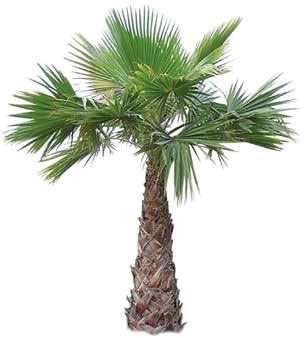 WASHINGTONIA