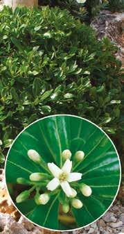 Pittosporum Tobira -