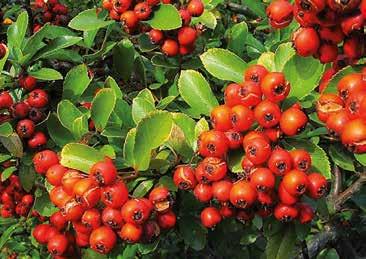 Pyracantha - Agazzino