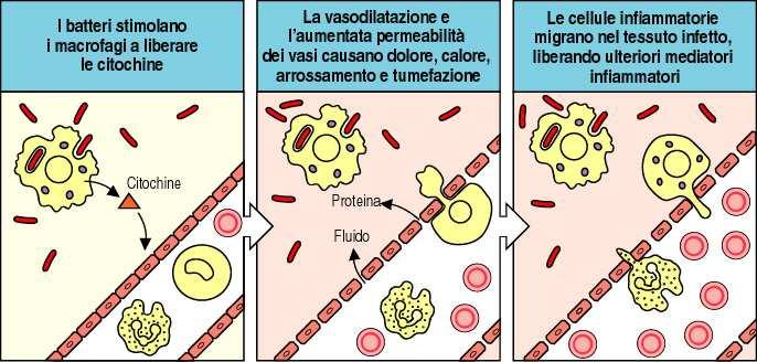 FAGOCITOSI La fagocitosi si svolge in quattro fasi: 1. Chemiotassi.