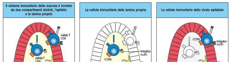 Cellule dell