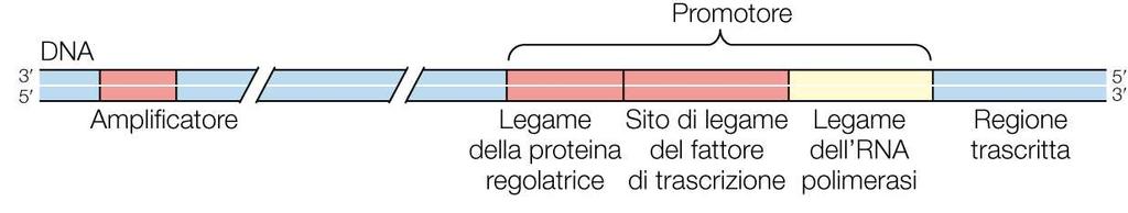 La regolazione durante la