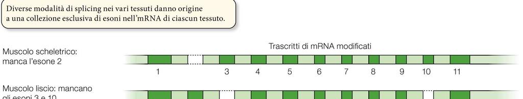 La regolazione durante la trascrizione: splicing alternativo In tessuti diversi, il gene della