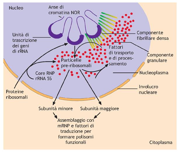 IL NUCLEOLO E UNA MACCHINA CHE PRODUCE I RIBOSOMI Nucleolo: 1 regione