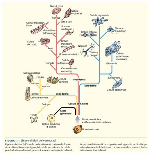 cellule somatiche specializzazione