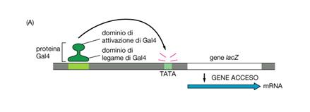 proteine regolatrici negli eucarioti si chiamano fattori trascrizionali proteine regolatrici: due domini dominio di legame al DNA (motivo strutturale visto in