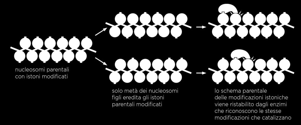 un tipo di meccanismo epigenetico si