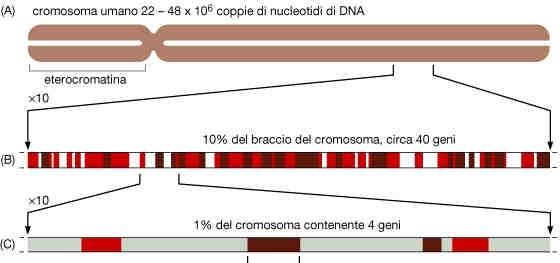 GENE