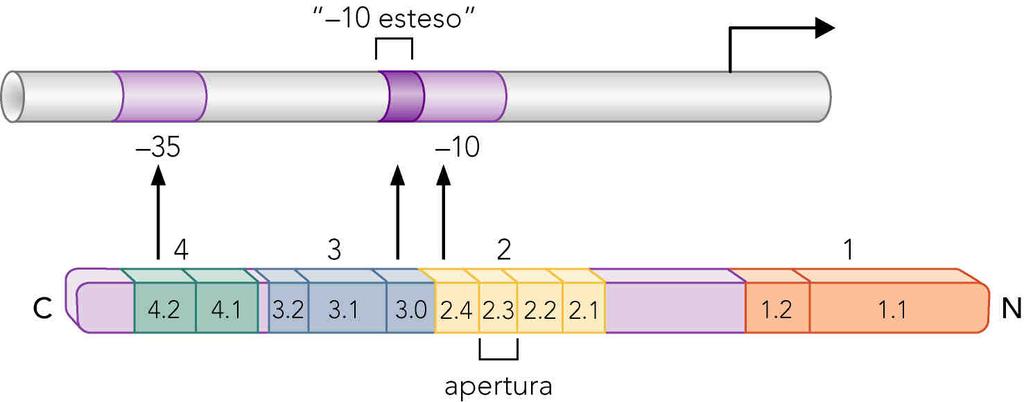 Legame al DNA Il DNA binding domain del fattore sigma è helix-turn-helix che riconosce il sito 35 Il sito 10 è riconosciuto dalla subunità alfa.