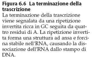 struttura secondaria (che facilita la separazione dell ibrido DNA/RNA) Dal