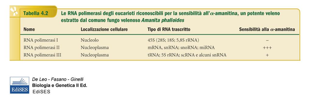 Le RNA polimerasi eucariotiche