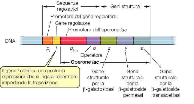 GENE